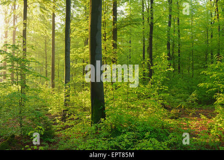 Forêt de hêtres au printemps, Spessart, Bavaria, Germany, Europe Banque D'Images