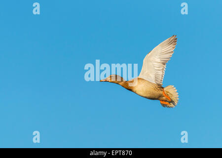 Le Canard colvert (Anas platyrhynchos), Femme, battant contre le ciel bleu, Hesse, Germany, Europe Banque D'Images
