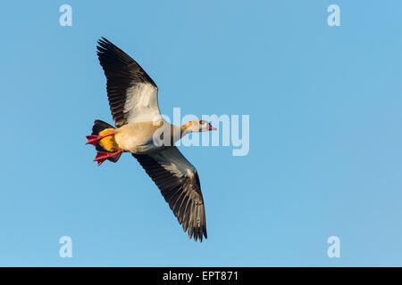 Egyptian goose (Alopochen aegyptiacus), battant contre le ciel bleu, Hesse, Germany, Europe Banque D'Images