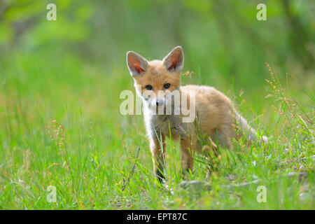 Les jeunes Le renard roux, Vulpes vulpes, Hesse, Germany, Europe Banque D'Images