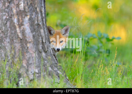 Les jeunes Le renard roux, Vulpes vulpes, Hesse, Germany, Europe Banque D'Images