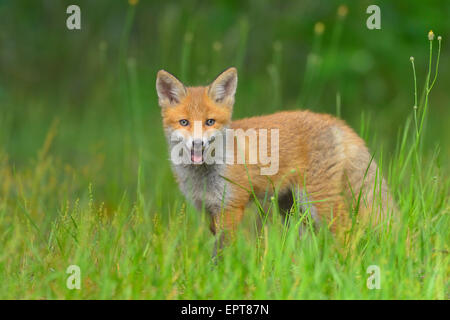 Les jeunes Le renard roux, Vulpes vulpes, Hesse, Germany, Europe Banque D'Images