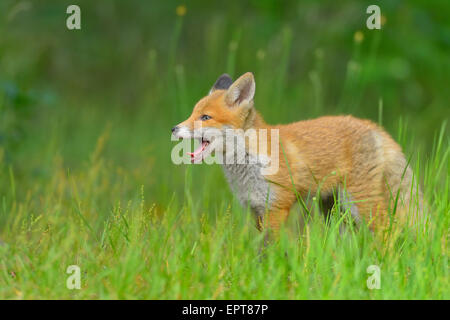 Les jeunes Le renard roux, Vulpes vulpes, Hesse, Germany, Europe Banque D'Images