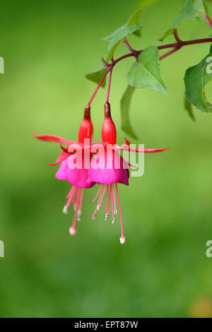 Close-up of red Fuchsia en fleurs dans un jardin en été, Bavière, Allemagne Banque D'Images