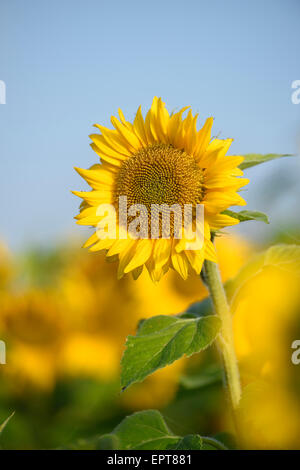 Close-up d'un tournesol (Helianthus annuus) s'épanouir dans un champ à l'automne, Haut-Palatinat, en Bavière, Allemagne Banque D'Images