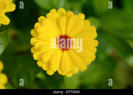 Close-up de souci officinal (Calendula officinalis) s'épanouir dans un jardin en été, Bavière, Allemagne Banque D'Images