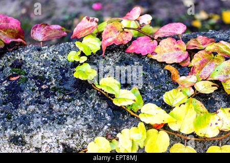 Rouge, vert et orange feuilles de lierre de Boston, du Parthenocissus tricuspidata veitchii, à l'automne sur un vieux mur dans un noir grunge Banque D'Images