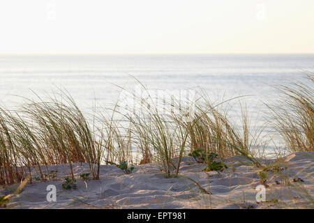 L'herbe des dunes avec du soleil chaud, Arcachon, Aquitaine, France Banque D'Images