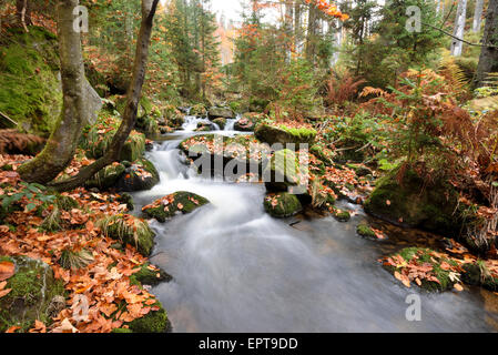 Paysage d'une rivière (Kleine Ohe) qui coule à travers la forêt en automne, Parc National de la forêt bavaroise, Bavière, Allemagne Banque D'Images