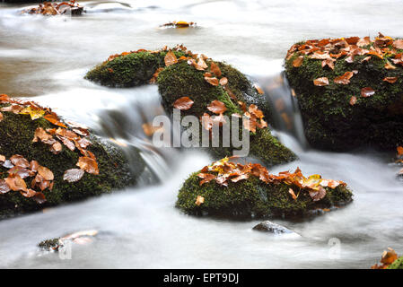 Détail de des roches couvertes de mousse et eau courante d'une rivière à l'automne, le Parc National de la forêt bavaroise, Bavière, Allemagne Banque D'Images