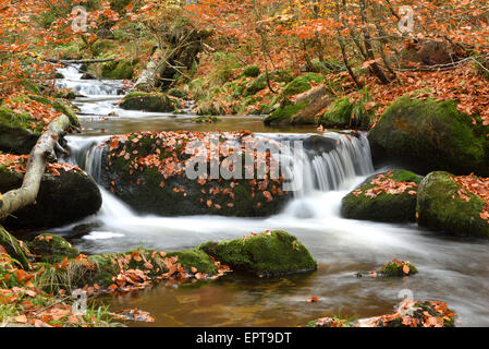 Paysage d'une rivière (Kleine Ohe) qui coule à travers la forêt en automne, Parc National de la forêt bavaroise, Bavière, Allemagne Banque D'Images