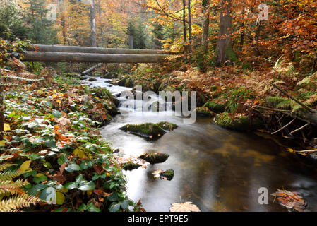 Paysage d'une rivière (Kleine Ohe) qui coule à travers la forêt en automne, Parc National de la forêt bavaroise, Bavière, Allemagne Banque D'Images