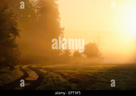 Paysage à l'aube, ardent sur un début, matin brumeux, Parc National de la forêt bavaroise, Bavière, Allemagne Banque D'Images