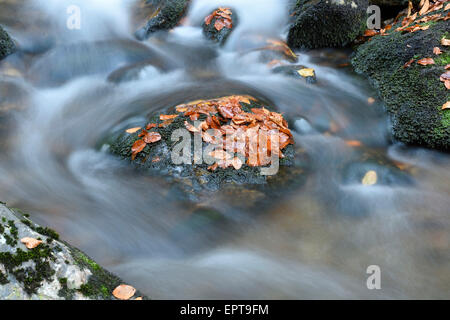 Détail des roches et les feuilles d'automne avec eau courante d'une rivière à l'automne, le Parc National de la forêt bavaroise, Bavière, Allemagne Banque D'Images