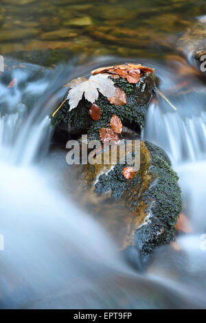 Détail des roches et les feuilles d'automne avec eau courante d'une rivière à l'automne, le Parc National de la forêt bavaroise, Bavière, Allemagne Banque D'Images