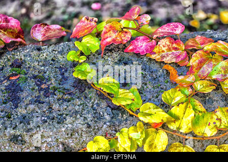 Rouge, vert et orange feuilles de lierre de Boston, du Parthenocissus tricuspidata veitchii, à l'automne sur un vieux mur dans un noir grunge Banque D'Images