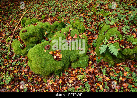 Close-up of moss couverts des pierres dans un hêtre européen (Fagus sylvatica) forest in autumn, Haut-Palatinat, en Bavière, Allemagne Banque D'Images