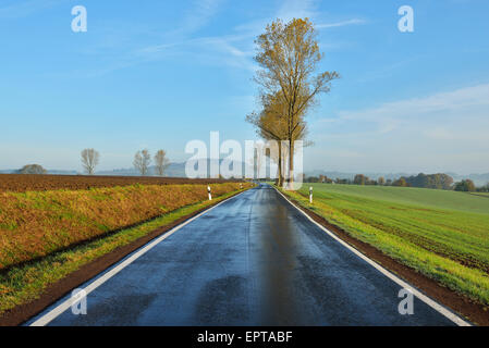 Route de campagne, matin, Freiensteinau Vogelsbergkreis, Hesse, Allemagne Banque D'Images