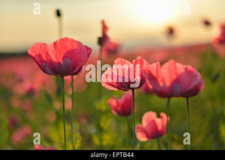 Close-up du pavot (Papaver somniferum) au lever du soleil, Germerode, Hoher Meissner, Werra District Meissner, Hesse, Allemagne Banque D'Images