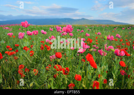 Le pavot (Papaver somniferum) et le maïs pavot (Papaver rhoeas), Hoher Meissner, Werra District Meissner, Hesse, Allemagne Banque D'Images