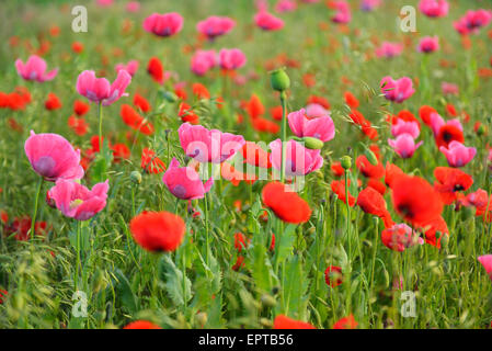 Le pavot (Papaver somniferum) et le maïs pavot (Papaver rhoeas), Hoher Meissner, Werra District Meissner, Hesse, Allemagne Banque D'Images