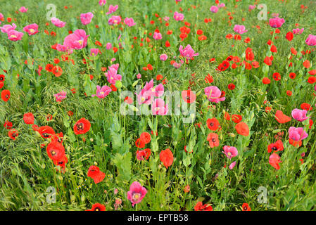 Le pavot (Papaver somniferum) et le maïs pavot (Papaver rhoeas), Hoher Meissner, Werra District Meissner, Hesse, Allemagne Banque D'Images