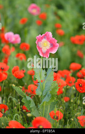 Le pavot (Papaver somniferum) et le maïs pavot (Papaver rhoeas), Hoher Meissner, Werra District Meissner, Hesse, Allemagne Banque D'Images