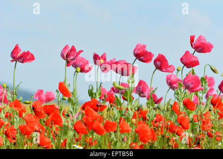 Le pavot (Papaver somniferum) et le maïs pavot (Papaver rhoeas), Hoher Meissner, Werra District Meissner, Hesse, Allemagne Banque D'Images