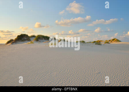 Dans les dunes au coucher du soleil d'été, l'île de Norderney, Frise orientale, mer du Nord, Basse-Saxe, Allemagne Banque D'Images