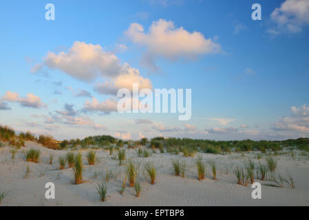 Dans les dunes au coucher du soleil d'été, l'île de Norderney, Frise orientale, mer du Nord, Basse-Saxe, Allemagne Banque D'Images