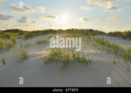 Dunes avec soleil en été, l'île de Norderney, Frise orientale, mer du Nord, Basse-Saxe, Allemagne Banque D'Images