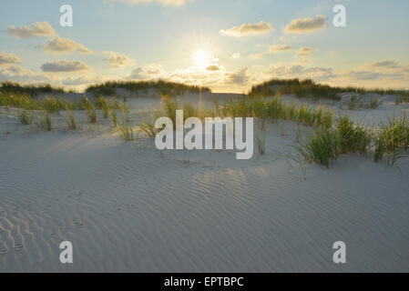 Dunes avec soleil en été, l'île de Norderney, Frise orientale, mer du Nord, Basse-Saxe, Allemagne Banque D'Images