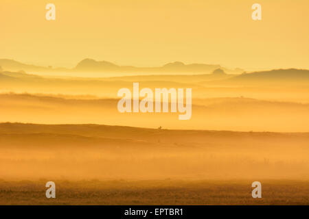 Paysage de dunes avec Golden Glow et brume du matin, l'été, l'île de Norderney, Frise orientale, mer du Nord, Basse-Saxe, Allemagne Banque D'Images