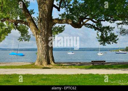 Lakeside avec arbre, Herrsching, Ammersee, Fuenfseenland, Haute-Bavière, Bavière, Allemagne Banque D'Images