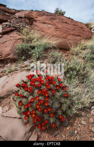 Claretcup (Cactus Echinocereus triglochidiatus) Canyon Rims, Utah USA Banque D'Images