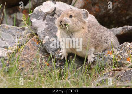 Pika américain (Ochotona princeps), le Parc National de Yellowstone, Wyoming Banque D'Images