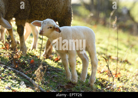 Close-up of a house-mouton (Ovis orientalis) bélier Agneau sur une prairie au printemps, Bavière, Allemagne Banque D'Images