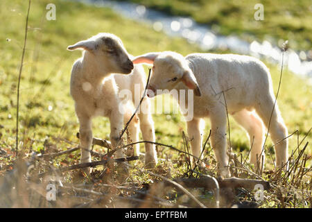 Portrait de deux agneaux (Ovis orientalis) bélier sur prairie au printemps, Haut-Palatinat, en Bavière, Allemagne Banque D'Images