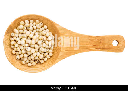 Le grain du sorgho blanc sur une petite cuillère en bois isolé sur blanc avec un chemin de détourage Banque D'Images