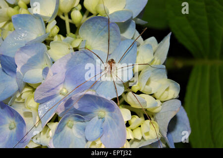 Ramper sur Spider flower hydrangea bleu Banque D'Images