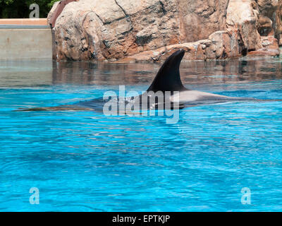 L'épaulard (Orcinus orca) dans un aquarium Banque D'Images