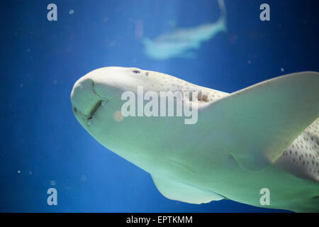 (Stegostoma fasciatum requin Zebra) dans un aquarium Banque D'Images