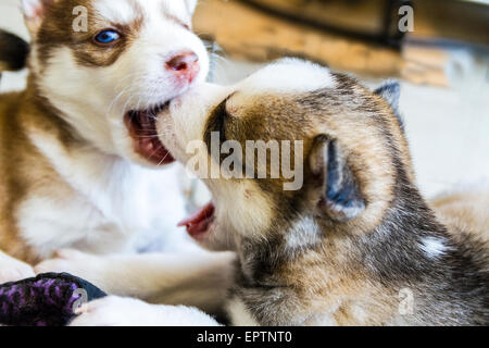 Quatre semaines dans un chenil chiots Husky Banque D'Images