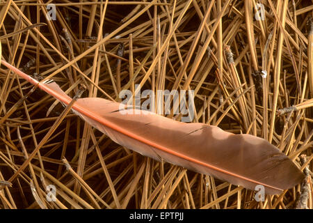 Le Nord (rouge-shafted) flicker (primaire) vol feather Banque D'Images