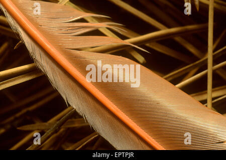 Le Nord (rouge-shafted) flicker (primaire) vol feather Banque D'Images