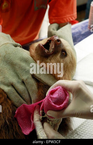 Alajuela, Costa Rica. 20 mai, 2015. Un paresseux reçoit des soins médicaux dans le centre de sauvetage de la faune zoo Ave à La Garita, Alajuela, Costa Rica, le 20 mai 2015. L'Assemblée générale des Nations Unies a proclamé le 22 mai comme Journée internationale de la diversité biologique afin d'informer et sensibiliser la population et les membres sur des questions relatives à la biodiversité. © Kent Gilbert/Xinhua/Alamy Live News Banque D'Images