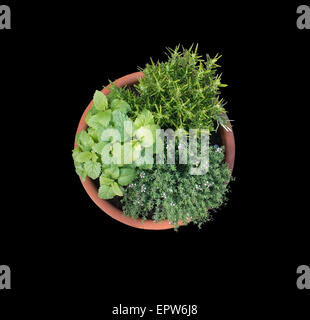 Les jeunes la mélisse, romarin et thym plantes cultivées en pot en terre cuite. Banque D'Images