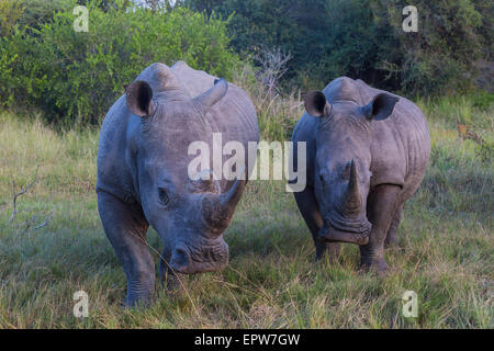 Un groupe de deux rhinocéros de la lumière tôt le matin Banque D'Images