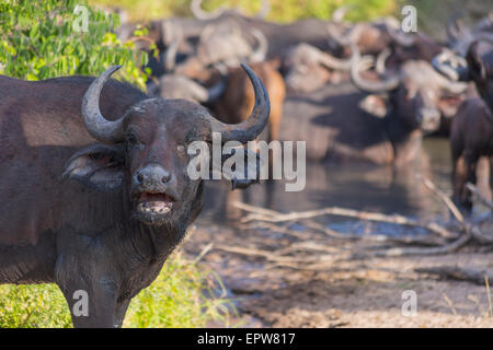 Petit troupeau de bisons dans un trou d'eau en Afrique 2 Banque D'Images