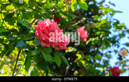 Les rosiers arbustes dans le parc Banque D'Images